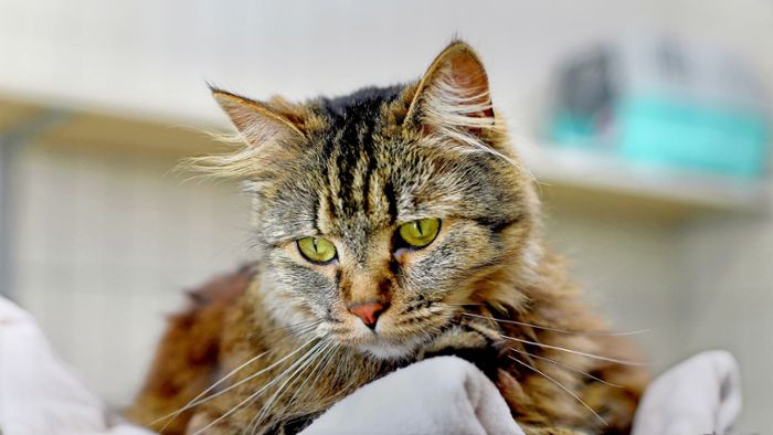 Wachsende Zahl an Straßenkatzen: Stuttgart droht eine Katzen-Schwemme