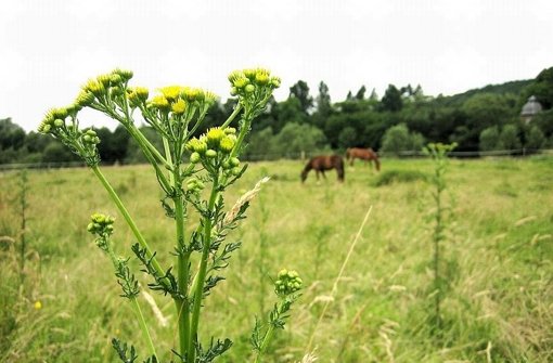 Jakobskreuzkraut: Giftiges Kraut tötet Pferde und Rinder - Stuttgarter Nachrichten