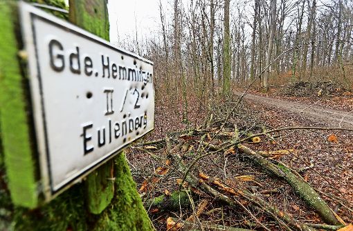 Gemeindewald in Hemmingen: Das Gesicht des Waldes wandelt sich - Stuttgarter Nachrichten