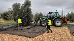 In diesen Wochen rollen die Erntetraktoren durch Spaniens Olivenplantagen. Foto: /Martin Dahms