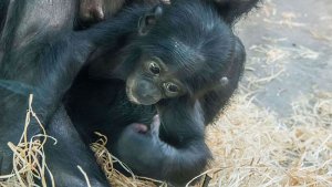 Sie wurde nicht einmal ein halbes Jahr alt: Das Bonobo-Baby Koseka aus der Stuttgarter Wilhelma. Foto: Hermann Vollmer/Wilhelma