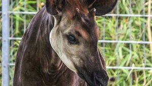 Okapi-Bulle Xano litt unter einer Erkrankung des Bewegungsapparats. Foto: Wilhelma Stuttgart