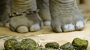 Wenn Elefanten ihr Geschäft verrichten, kommt ordentlich was zusammen. Das nutzt vielen Tieren und Pflanzen. Foto: dpa