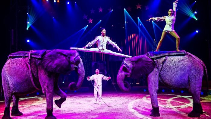 Stadträte wollen Zirkus ohne Wildtiere