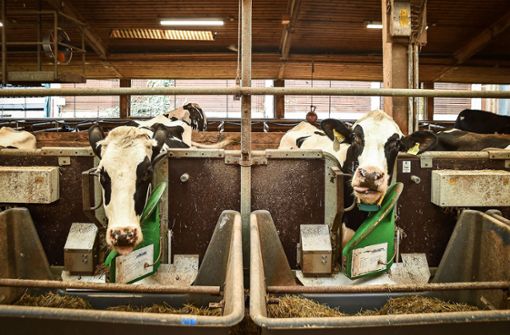 Diese Kühe im Hohenheimer Meiereihof werden der Forschung künftig auch im Hightech-Labor dienen. Foto: Lichtgut/Ferdinando Iannone