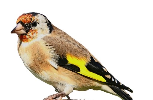 Der bunte Distelfink scheint bei Vogelfreunden sehr begehrt zu sein. Das  befördert den illegalen Handel. Foto: Archiv