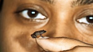 Klein, aber oho: eine der neu entdeckten Froscharten in Indien Foto: dpa
