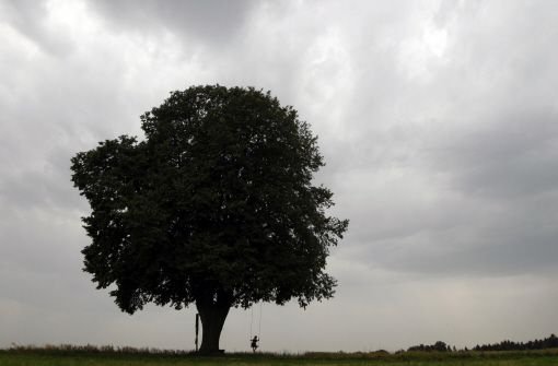 Sepp Mahler befasst sich mit dem Thema Baum Foto: AP