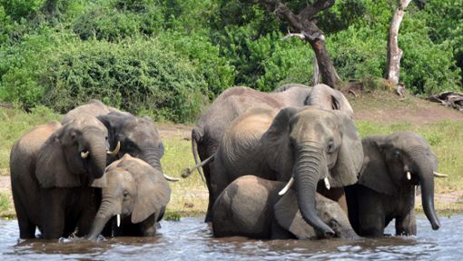 Elefanten in einem Nationalpark in Afrika Foto: dpa/Charmaine Noronha