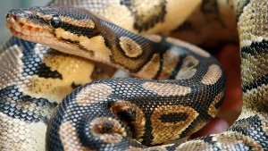 Ob es sich bei den exotischen Schlangen, die am Samstagmorgen in Esslingen entdeckt wurden, um Pythons (Foto) handelt, ist nicht bekannt. (Symbolbild) Foto: dpa