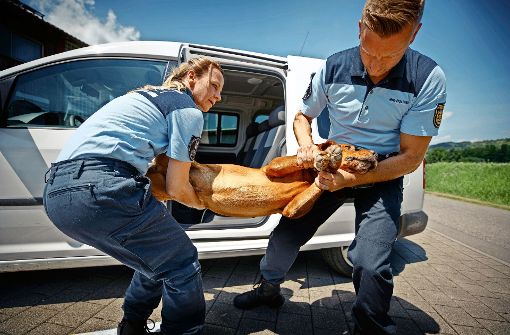 Die Polizeihundeführer Claudia Dieth und Benjamin Kolb stellen nach, wie sie einen Hund aus dem Auto retten. Foto: Gottfried Stoppel