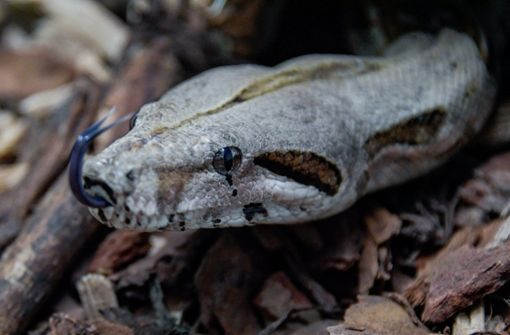Schlangen mögen es warm. Wer eine als Haustier hält, für den kann es nun angesichts der steigenden Energiepreise teuer werden. Foto: dpa/Axel Heimken