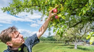 Jörg Geiger von der bekannten Manufaktur in Schlat blickt fachmännisch auf seine Äpfel. Viele haben braune Stellen wegen der starken Sonneneinstrahlung. Foto: Giacinto Carlucci
