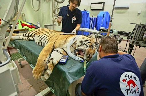 Mitglieder der Tierschutzorganisation „Vier Pfoten“ kümmern sich um den Tiger Lasis. Foto: AFP