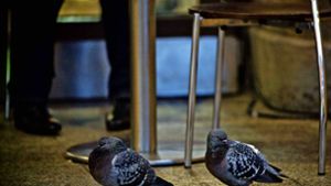 Für manche Bahnkunden sind Tauben, die nach Speiseresten picken, ungern gesehene Gäste in den gastronomischen Betrieben am Hauptbahnhof. Foto: Lichtgut/Max Kovalenko