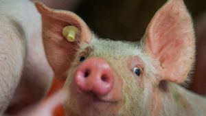 Mehrere Hundert Schweine tot in Stall gefunden