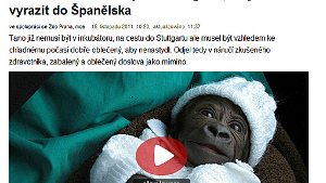 So wird in Tschechien über Tano, das Gorilla-Baby der Wilhelma, berichtet. Foto: SIR (Screenshot der Webseite hobby.cz)