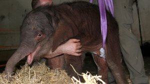 Kurze nach der Geburt wurde festgestellt, dass das Elefanten-Baby unter einem gebrochenen Oberschenkel litt. Foto: dpa