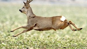 In Nürtingen wird ein spanischer Mischlingshund plötzlich wild und macht Jagd auf einen Rehbock. Foto: dpa/Symbolbild