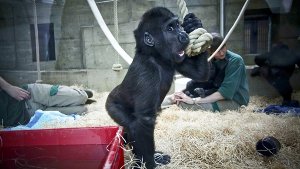 Die neue Aufzuchtstation für vernachlässigte Gorilla-Babys ist größer und höher. Foto: Jan Reich