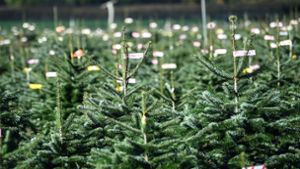 Eine zweistellige Millionenzahl an Weihnachtsbäumen wird jedes Jahr in Deutschland verkauft. Foto: picture alliance/dpa/Britta Pedersen