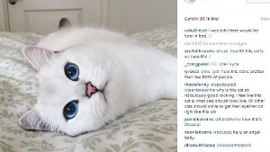Coby the Cat hat mehr als 367.000 Abonennten auf Instagram. Foto: Screenshot Instagram / @cobythecat