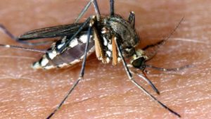 Klein, aber effektiv:  Mit der Sommerhitze und dem Regen  kommen Myriaden von Stechmücken und anderen umherschwirrenden Plagegeistern. Foto: dpa