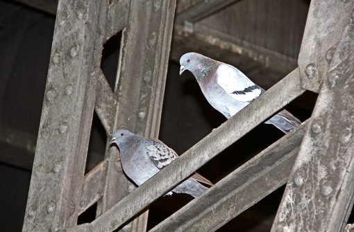 In den Stahlträgern des Bahndurchlasses finden Tauben zahlreiche Möglichkeiten, um sich einzunisten. Foto: Bernd Zeyer