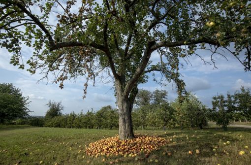 Was es im vergangenen Jahr zu wenig gab, hängt nun im Überfluss an den Bäumen: die Obsternte ist in diesem Jahr überdurchschnittlich  ausgefallen. Foto: Eppler