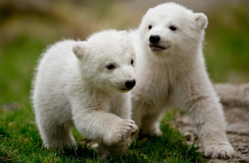 Die Eisbären-Zwillinge aus dem Tierpark Hellabrunn haben ihren ersten Ausflug hinter sich. Foto: dpa