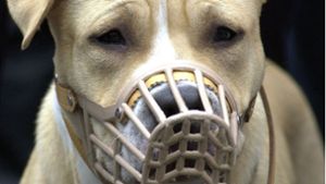 Ein  American Staffordshire Terrier mit Maulkorb: Seit dem Jahr 2000 gelten bestimmte  Hunderassen in Baden-Württemberg als gefährlich. Mit einem Wesenstest können Besitzer dies allerdings widerlegen. Foto: dpa
