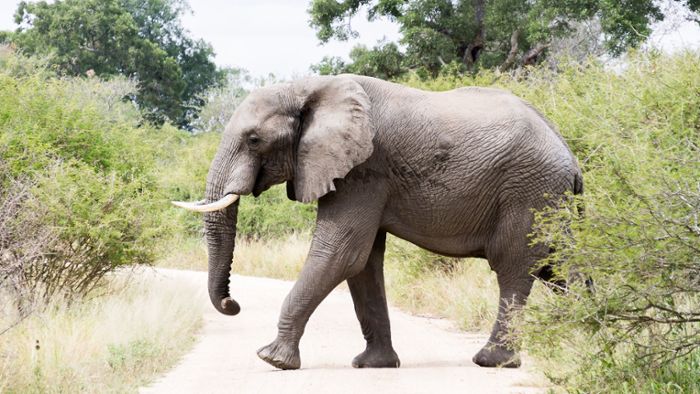 Wilder Elefant tötet Mann