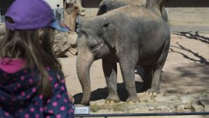 In einer „Elefantenwelt“ im Stuttgarter Zoo sollen bis zu 14 Tiere gehalten werden. Der Schaubauernhof muss allerdings weichen. Foto: dpa