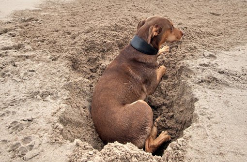 Bei dem hingerichteten Hund handelt es sich um einen Podenco, eine Rasse, die vor allem in Spanien zu finden ist. (Archivbild eines Podenco) Foto: dpa