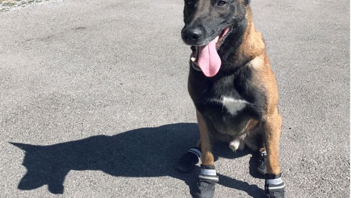 Wegen heißem Asphalt: Polizeihunde tragen Schuhe