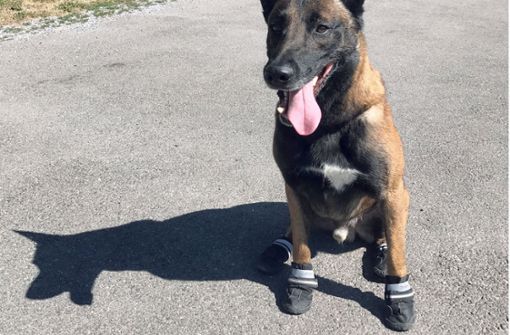 In Zürich tragen Polizeihunde Schuhe. Foto: Stadtpolizei Zürich