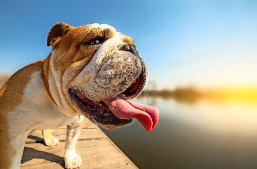 Zunge raus: Wenn es Hunden zu heiß wird, hecheln sie. Foto: Uros Lunja/Adobe Stock