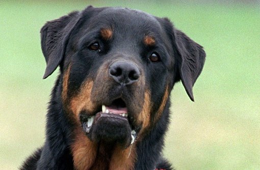 Ein Rottweiler hat am Sonntagabend in Winnenden einen anderen Hund so schwer verletzt, dass er starb. Foto: dpa/Symbolbild