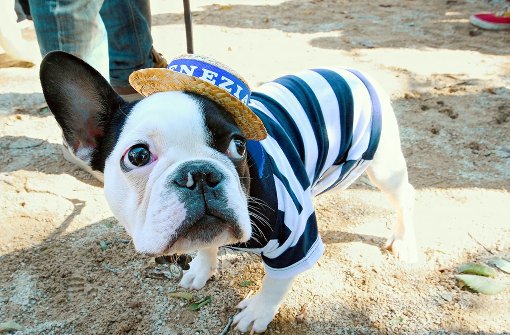 Armes Mäuschen oder cooler Hund? In New York haben Dutzende von Hundebesitzern ihre Vierbeiner in Schale geworfen und bei einer Kostümparade gezeigt. So richtig witzig findet es die Bulldogge wohl nicht. Foto: AP