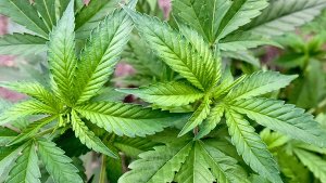 100 Marihuana-Pflanzen wurden in Villingen-Schwenningen entdeckt. Foto: dpa
