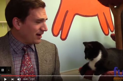 Paul Preston versucht, die Katzen an den Mann oder die Frau zu bringen. Foto: Screenshot Youtube / Furkids Animal Rescue and Shelters