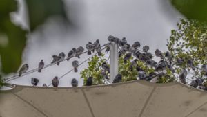 Tauben versammeln sich am Berliner Platz: Hier sollte kontrolliert gefüttert werden. Foto: Lg/Kovalenko