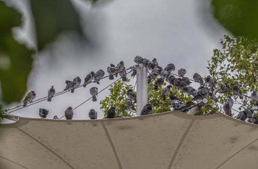 Tauben versammeln sich am Berliner Platz: Hier sollte kontrolliert gefüttert werden. Foto: Lg/Kovalenko