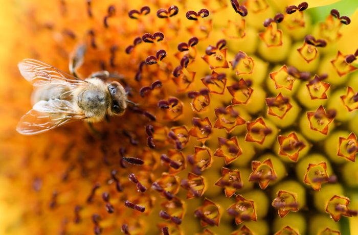 Bienen-Forschung: Die geheimnisvolle Welt der Bienen