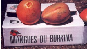 Ab 5. Mai gibt es wieder Mangos aus Burkina Faso