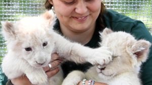 Die Löwenschwestern im Magdeburger Zoo mit ihrer Ersatzmutter. Foto: dpa-Zentralbild