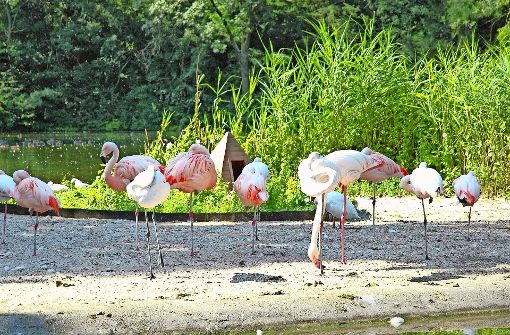 Vögel wie Flamingos müssen wegen der Vogelgrippe unabhängig von der Witterung im Stall bleiben. Foto: Jürgen Brand