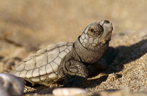 Eine kleine Meeresschildkröte, frisch aus dem Ei geschlüpft. Foto: AGA/Helbling