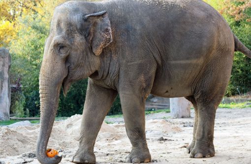 Die 48 Jahre alte Elefantendame Saida im Zoo Leipzig kommt bald nach Karlsruhe. (Archivbild) Foto: dpa/Melanie Ginzel