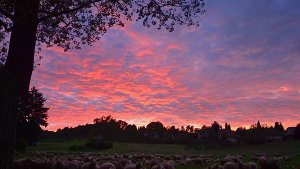 Magische Momente am herbstlichen Himmel: Sonnenuntergangs-Spektakel bei Filderstadt. Foto: Leserfotograf toller-ede